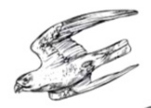 飛翔中のタカのイラスト